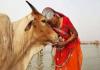 Maharashtra govt declares cow as 'Rajya Mata' ahead of polls, cites its cultural importance