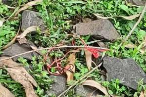 Jharkhand: Part of railway tracks operated by NTPC blown up in Sahibganj district